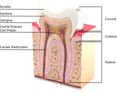 Centro_salvinelli_endodonzia_cause